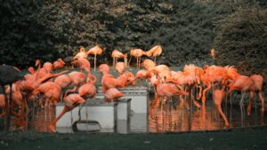 A flock of pink flamingos. It posses the question, who is who in the IP zoo?