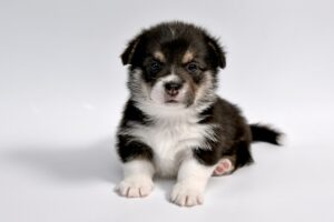 A photograph of a puppy.  Used to illustrate the risks in open source free software which can be free like a puppy. 
