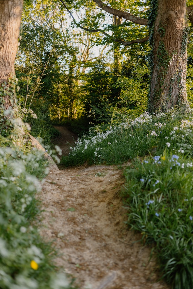 A path or twitten through the woods.
