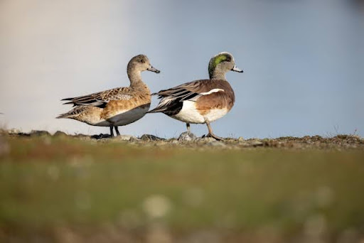 An image of two ducks walking. 
