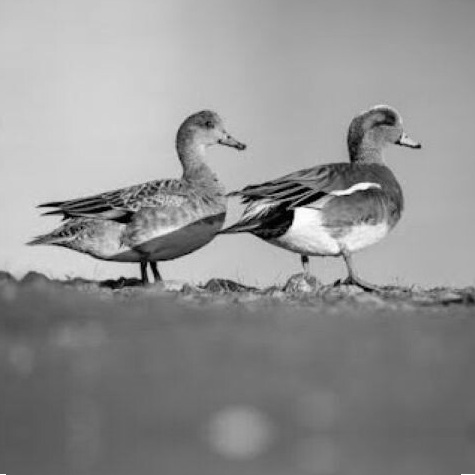 Ducks as an analogy of patent searches.