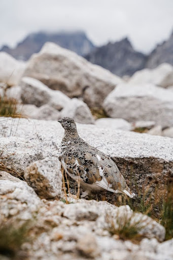 A bird with effective camouflage in a mountain environment. 