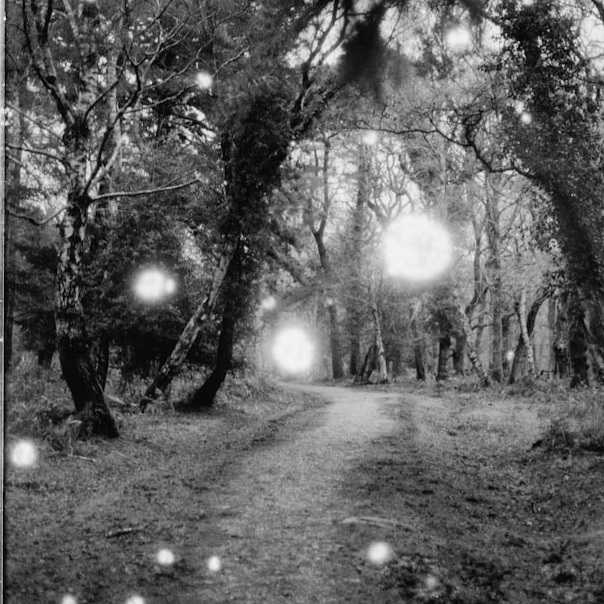 A few flashes of light on an image of a trail through a forest.