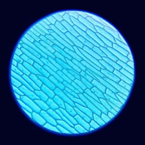 Microscopic image of insect wings