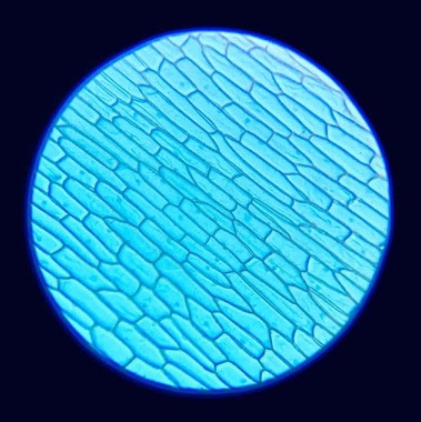 Microscopic image of insect wings