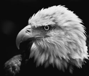 This eagle will tell you that provisional patent applications were about helping Americans.