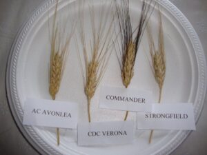 An example of four cultivars including CDC Verona.