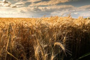 A field of wheat. No idea if this crop is a novel cultivar protected by Plant Breeders' Rights Act.