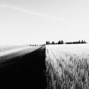 A field of wheat which is relevant to Plant Breeders' Rights Act.